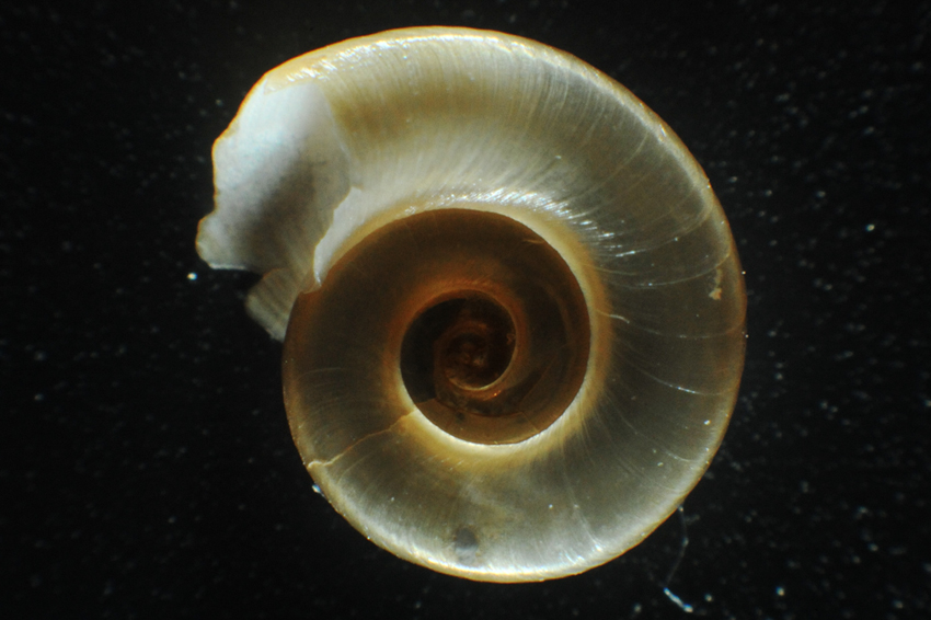 Planorbidae. Quale specie?